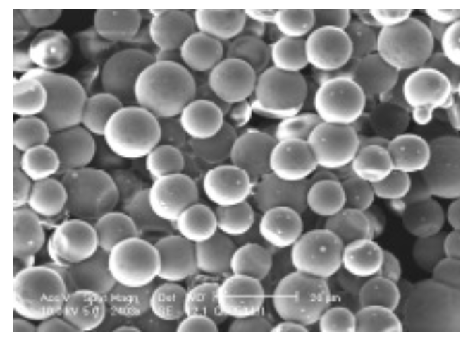 Figure 1: Electron micrograph showing Edura™ Gentamicin Microspheres